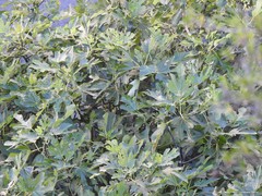 Ficus carica