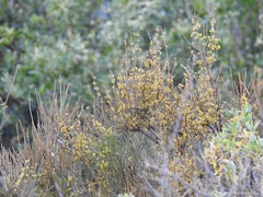 Ephedra fragilis