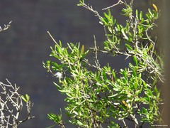 Rhamnus oleoides