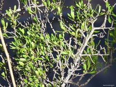 Rhamnus oleoides