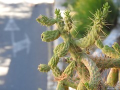 Austrocylindropuntia subulata