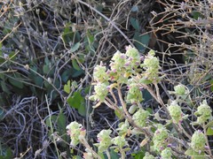 Pseudodictamnus hirsutus