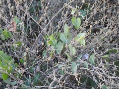 Aristolochia baetica