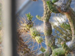 Austrocylindropuntia subulata