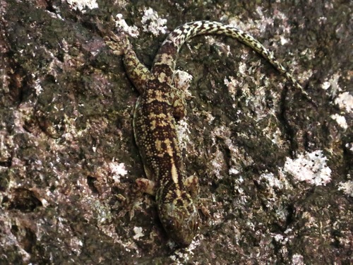 Blaesodactylus antongilensis
