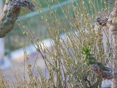 Ephedra fragilis