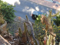 Austrocylindropuntia subulata