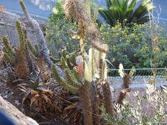 Austrocylindropuntia subulata