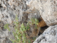 Pseudodictamnus hirsutus