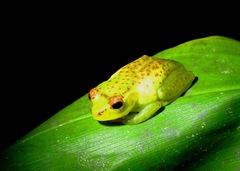Boophis tasymena