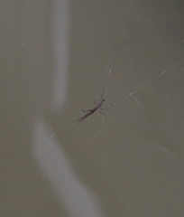 Tetragnatha keyserlingi