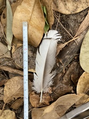Alopochen aegyptiaca image
