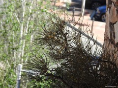 Ephedra fragilis