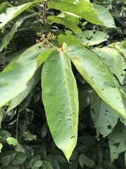 Apeiba tibourbou