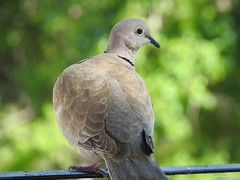 Streptopelia decaocto