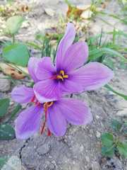 Crocus sativus