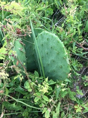 Opuntia tunoidea