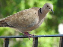 Streptopelia decaocto