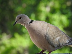 Streptopelia decaocto