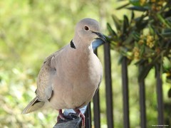 Streptopelia decaocto