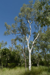 Corymbia bella
