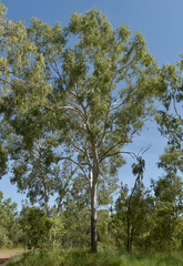 Corymbia bella