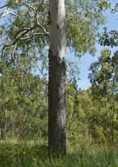 Corymbia bella