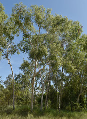 Corymbia bella