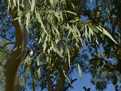 Corymbia bella