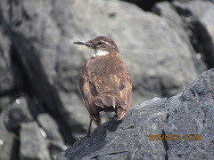 Cinclodes nigrofumosus