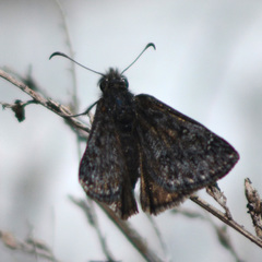 Erynnis telemachus