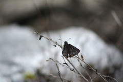 Erynnis telemachus