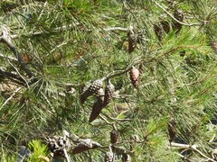 Pinus halepensis