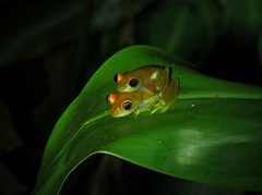 Boophis viridis