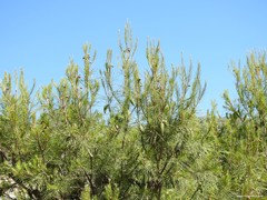 Pinus halepensis