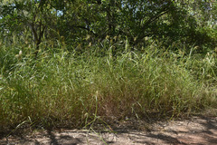 Sorghum laxiflorum