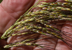 Sorghum laxiflorum