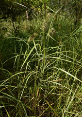 Sorghum laxiflorum