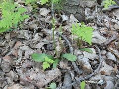 Platanthera obtusata