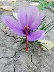 Crocus sativus