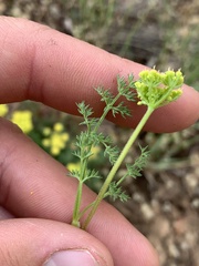 Lomatium juniperinum