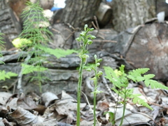 Platanthera obtusata