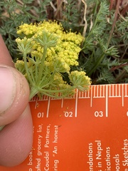 Lomatium juniperinum