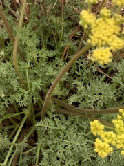 Lomatium juniperinum