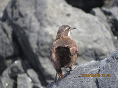 Cinclodes nigrofumosus