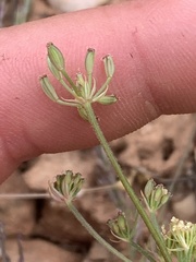 Lomatium juniperinum
