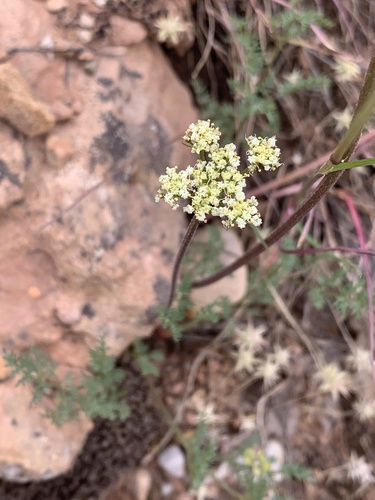 juniper biscuitroot (Lomatium juniperinum)
