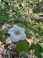 Rubus neomexicanus
