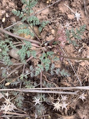Lomatium juniperinum