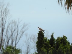 Streptopelia decaocto